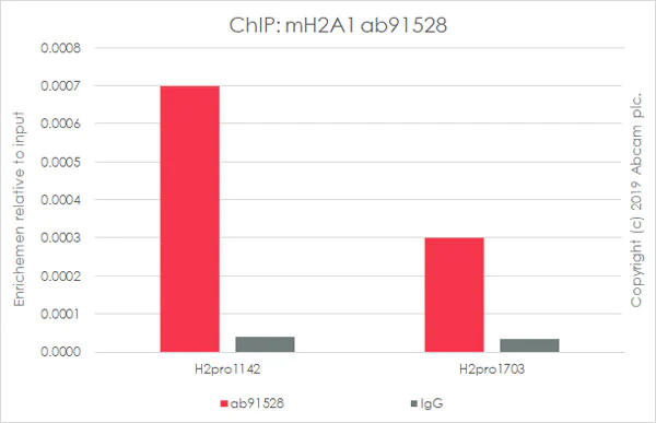 ChIP - Anti-mH2A1 antibody [14G7] (AB91528)