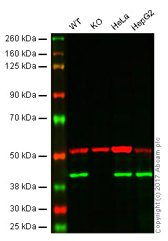 Western blot - Anti-mH2A1 antibody [14G7] (AB91528)