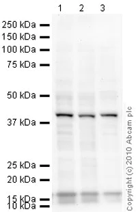 Western blot - Anti-mH2A1 antibody [14G7] (AB91528)