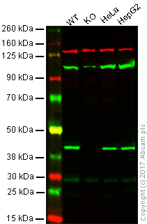 Western blot - Anti-mH2A1 antibody (AB37264), expandable thumbnail