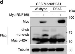 Western blot - Anti-mH2A1 antibody (AB37264)