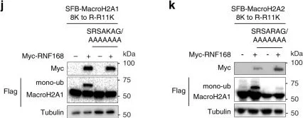 Western blot - Anti-mH2A1 antibody (AB37264)
