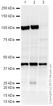Western blot - Anti-mH2A1 antibody (AB37264), expandable thumbnail