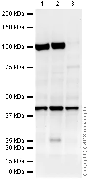 Western blot - Anti-mH2A1 antibody (AB37264)
