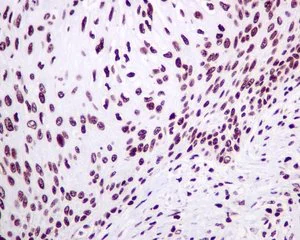 Immunohistochemistry (Formalin/PFA-fixed paraffin-embedded sections) - Anti-mH2A1 antibody [EPR9358] - BSA and Azide free (AB248830)