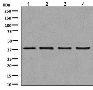 Western blot - Anti-mH2A1 antibody [EPR9358] - BSA and Azide free (AB248830)