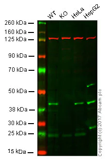 Western blot - Anti-mH2A1 antibody [EPR9358] - BSA and Azide free (AB248830)