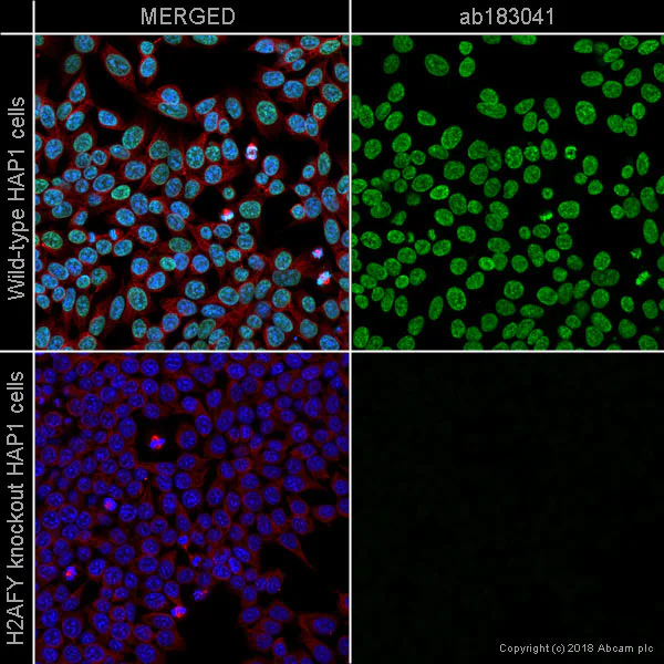 Immunocytochemistry/ Immunofluorescence - Anti-mH2A1 antibody [EPR9359(2)] (AB183041)