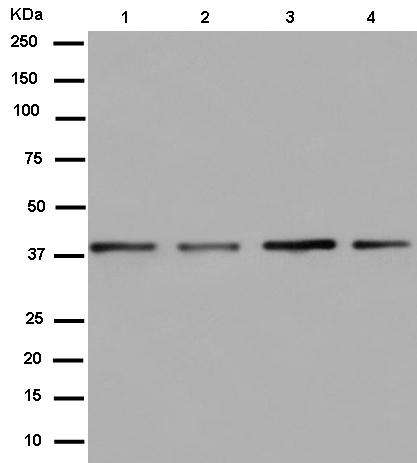 Western blot - Anti-mH2A1 antibody [EPR9359(2)] (ab183041), expandable thumbnail