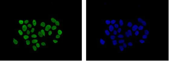 Immunocytochemistry/ Immunofluorescence - Anti-mH2A1 antibody [EPR9359(2)] - BSA and Azide free (AB232602)