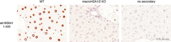 Immunohistochemistry (Formalin/PFA-fixed paraffin-embedded sections) - Anti-mH2A1 antibody [EPR9359(2)] - BSA and Azide free (ab232602), expandable thumbnail