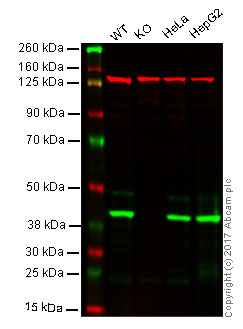 Western blot - Anti-mH2A1 antibody [EPR9359(2)] - BSA and Azide free (AB232602), expandable thumbnail