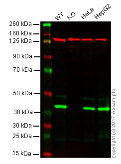 Western blot - Anti-mH2A1 antibody [EPR9359(2)] - BSA and Azide free (AB232602)