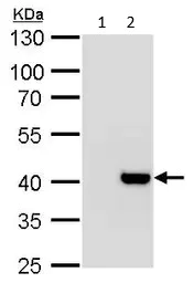 Western blot - Anti-mH2A2 antibody (AB102126)