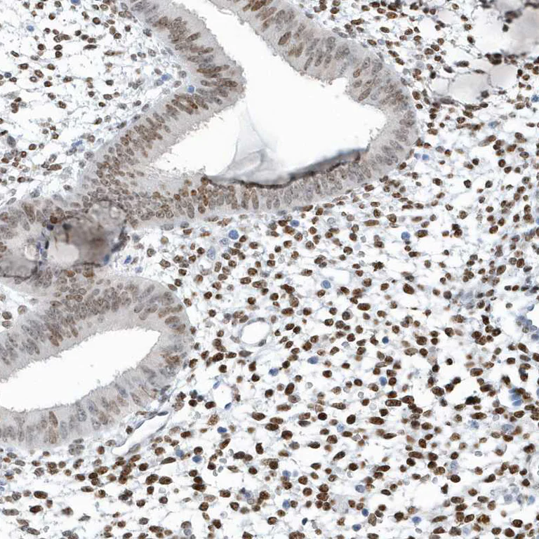 Immunohistochemistry (Formalin/PFA-fixed paraffin-embedded sections) - Anti-mH2A2 antibody (AB246995)