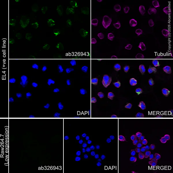 Immunocytochemistry/ Immunofluorescence - Anti-MHC Class 1 antibody [MJF-D30007-535] (AB326943)