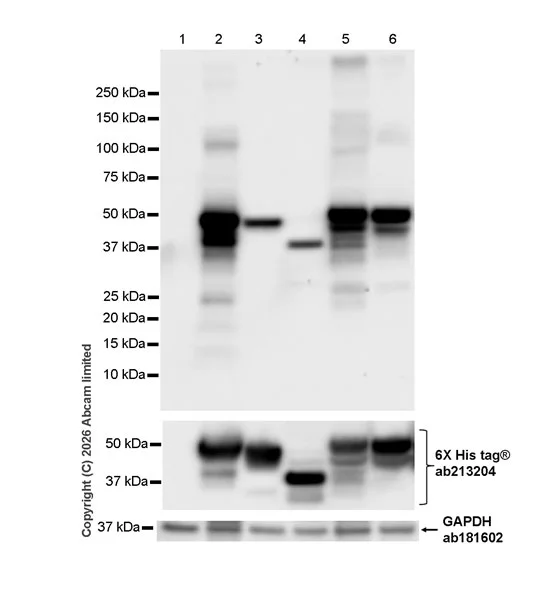 Western blot - Anti-MHC Class 1 antibody [MJF-D30007-535] (AB326943)