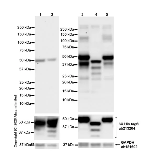 Western blot - Anti-MHC Class 1 antibody [MJF-D30007-535] (AB326943)