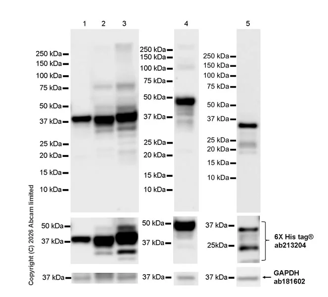 Western blot - Anti-MHC Class 1 antibody [MJF-D30007-535] (AB326943)