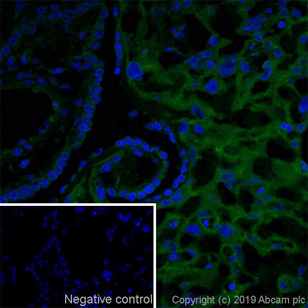 Immunohistochemistry (Frozen sections) - Anti-MHC class I antibody [OX18] - BSA and Azide free (AB244556)