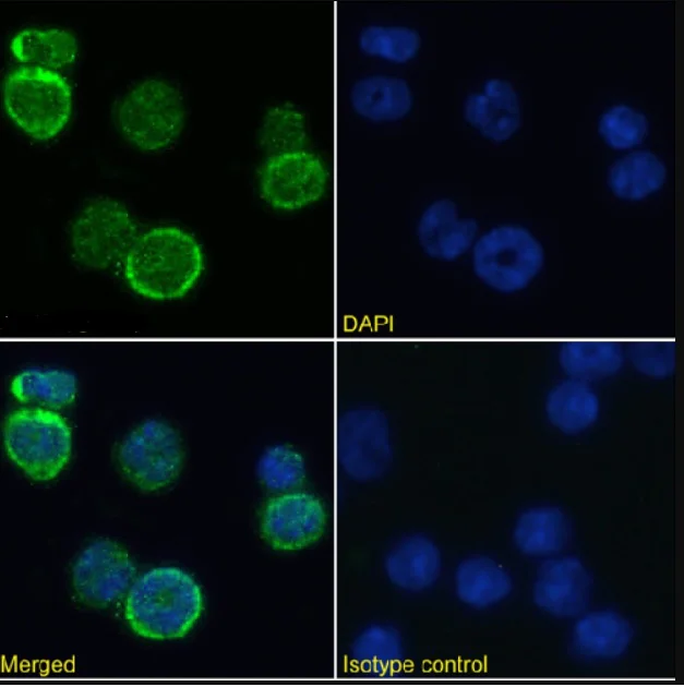 Immunocytochemistry/ Immunofluorescence - Anti-MHC class I antibody [R1-9.6] (AB281903)