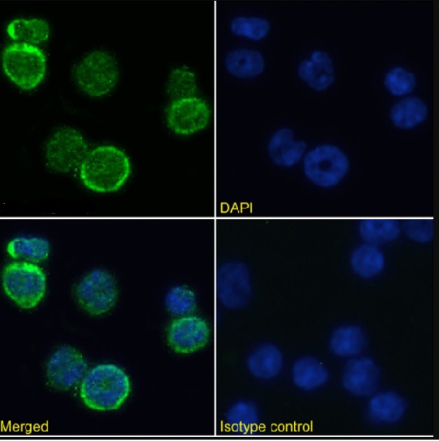 Immunocytochemistry/ Immunofluorescence - Anti-MHC class I antibody [R1-9.6] - Rabbit IgG (Chimeric) (AB281901)