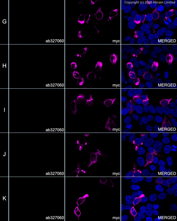Immunocytochemistry/ Immunofluorescence - Anti-MHC Class I H2-Kb antibody [MJF-D30006-520] (AB327060)