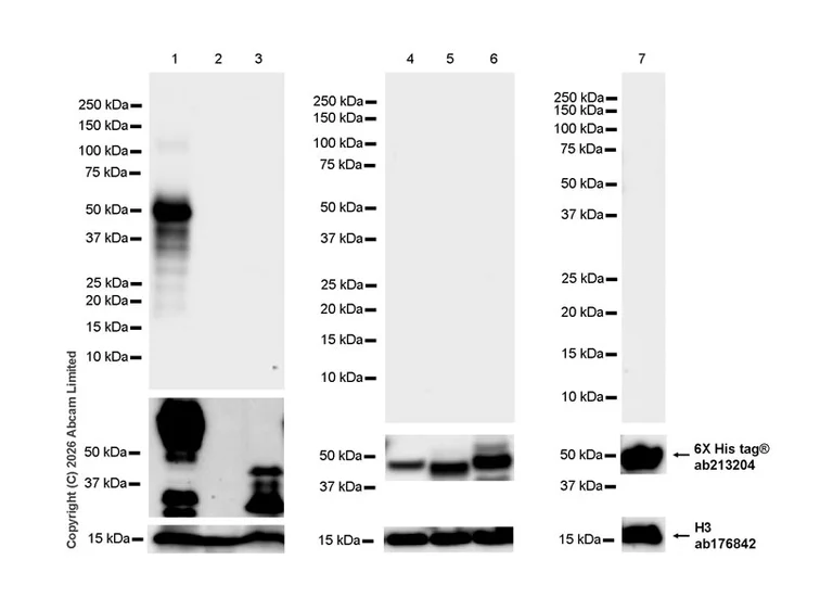 Western blot - Anti-MHC Class I H2-Kb antibody [MJF-D30006-520] (AB327060)