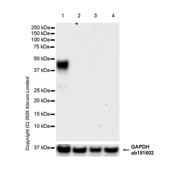 Western blot - Anti-MHC Class I H2-Kb antibody [MJF-D30006-520] - BSA and Azide free (AB327066)