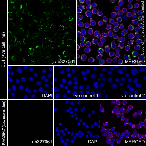Immunocytochemistry/ Immunofluorescence - Anti-MHC Class I H2-Kb antibody [MJF-D30006-601] - BSA and Azide free (AB327065)