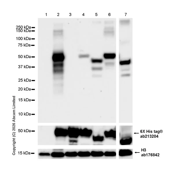 Western blot - Anti-MHC Class I H2-Kb antibody [MJF-D30006-601] - BSA and Azide free (AB327065)