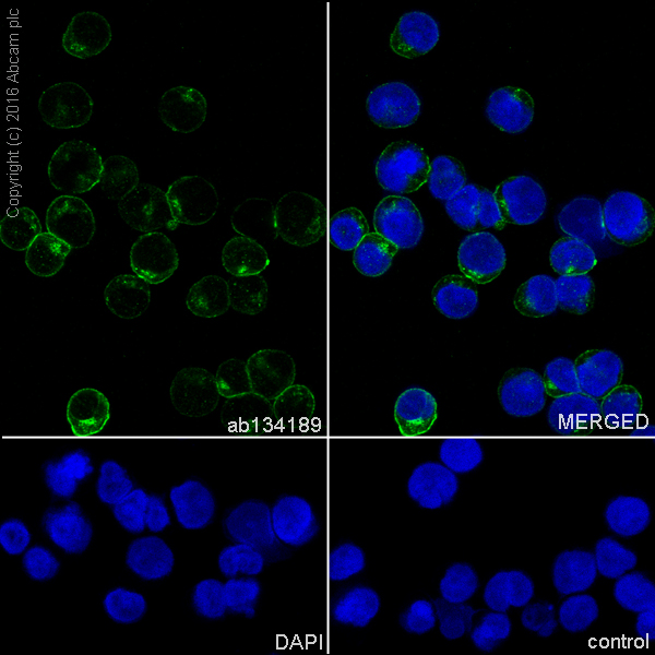 Immunocytochemistry/ Immunofluorescence - Anti-MHC class I + HLA A + HLA B antibody [EPR1394Y] (AB134189), expandable thumbnail