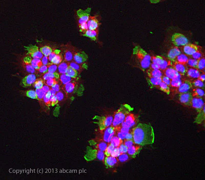 Immunocytochemistry/ Immunofluorescence - Anti-MHC Class II antibody [6C6] (AB55152)
