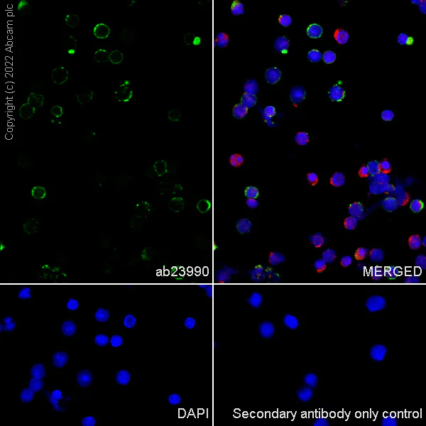 Immunocytochemistry/ Immunofluorescence - Anti-MHC Class II antibody [MRC OX-6] - BSA and Azide free (AB237959)