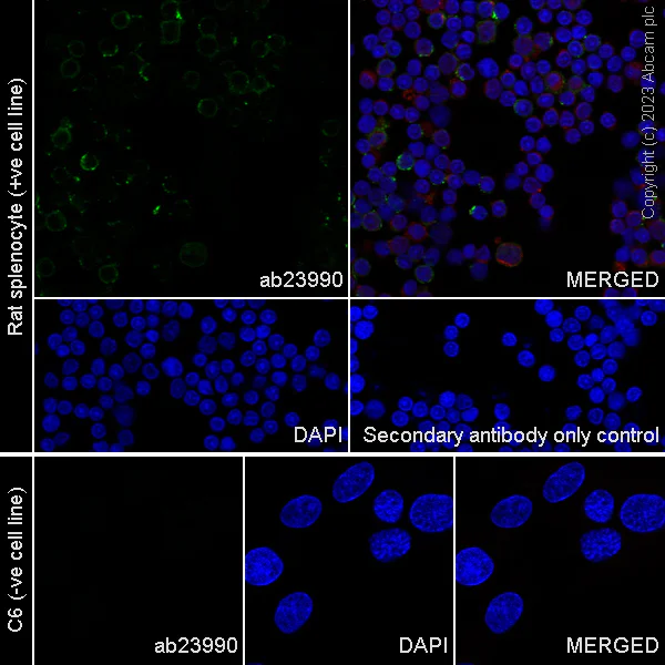Immunocytochemistry/ Immunofluorescence - Anti-MHC Class II antibody [MRC OX-6] - BSA and Azide free (AB237959)