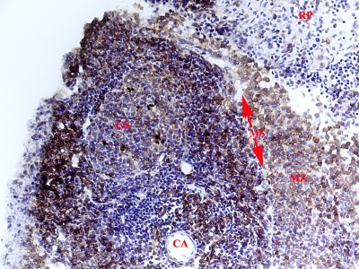 Immunohistochemistry (Formalin/PFA-fixed paraffin-embedded sections) - Anti-MHC Class II antibody [MRC OX-6] - BSA and Azide free (AB237959), expandable thumbnail