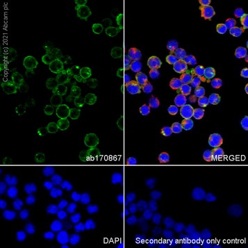 Immunocytochemistry/ Immunofluorescence - Anti-MHC Class II beta antibody [EPR11227] - BSA and Azide free (AB249550), expandable thumbnail