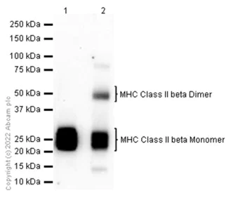 Western blot - Anti-MHC Class II beta antibody [EPR11227] - BSA and Azide free (AB249550)