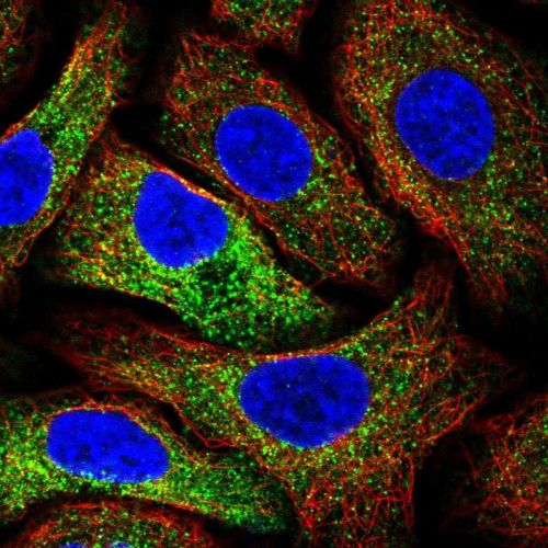 Immunocytochemistry/ Immunofluorescence - Anti-MIA3/TANGO1 antibody (AB244506), expandable thumbnail
