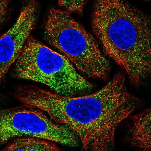 Immunocytochemistry/ Immunofluorescence - Anti-MIA3/TANGO1 antibody (AB244506)