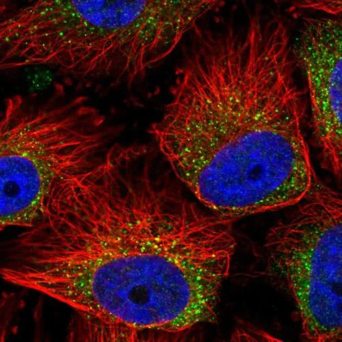 Immunocytochemistry/ Immunofluorescence - Anti-MIA3/TANGO1 antibody (AB244511)