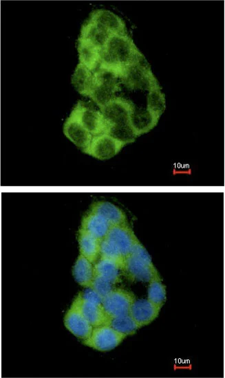 Immunocytochemistry/ Immunofluorescence - Anti-MIA3/TANGO1 antibody (AB97881)