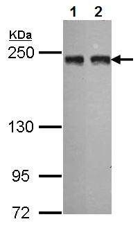 Western blot - Anti-MIA3/TANGO1 antibody (AB97881), expandable thumbnail