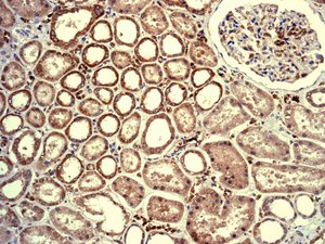 Immunohistochemistry (Formalin/PFA-fixed paraffin-embedded sections) - Anti-Mib1/Mindbomb antibody [EPR2762(2)] (ab124929), expandable thumbnail