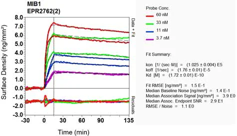 OI-RD Scanning - Anti-Mib1/Mindbomb antibody [EPR2762(2)] (AB124929)