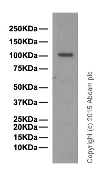 Western blot - Anti-Mib1/Mindbomb antibody [EPR2762(2)] (AB124929)