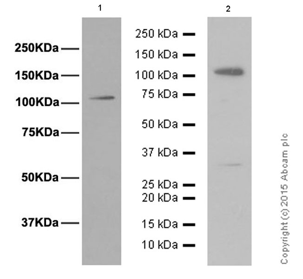 Western blot - Anti-Mib1/Mindbomb antibody [EPR2762(2)] (AB124929), expandable thumbnail