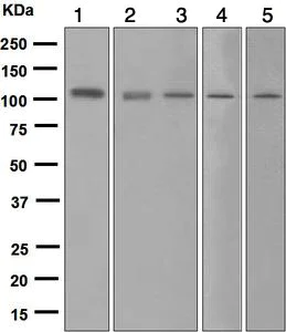 Western blot - Anti-Mib1/Mindbomb antibody [EPR2762(2)] (AB124929)