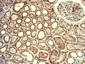 Immunohistochemistry (Formalin/PFA-fixed paraffin-embedded sections) - Anti-Mib1/Mindbomb antibody [EPR2762(2)] - BSA and Azide free (AB245766)