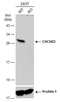 Western blot - Anti-MIC19 antibody (AB154500)